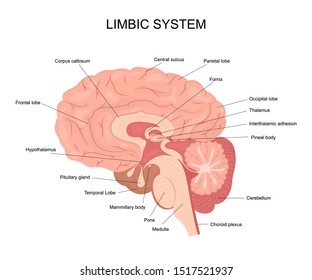 Limbic Encephalitis - Autoimmune Encephalitis