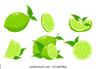 Cartoon lime. Colorful whole, half and slice lime with green leaf. Set of fresh lime. 