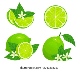 Cartoon lime. Fresh whole, half and part citrus. Organic fruit with leaves and blossom. Green and juicy ingredient for refreshment drink or cocktail as lemonade or mojito isolated vector set