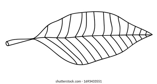 Cartoon linear doodle palm leaf isolated on white background. Vector illustration. 