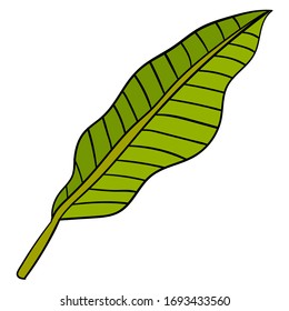 Cartoon linear doodle palm leaf isolated on white background. Vector illustration. 