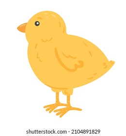 Cartoon little chick. Farming bird