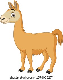 Cartoon Llama on white background