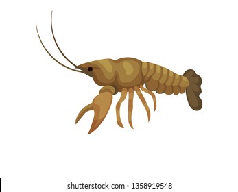 Cartoon lobster on white background. Sea inhabitant.