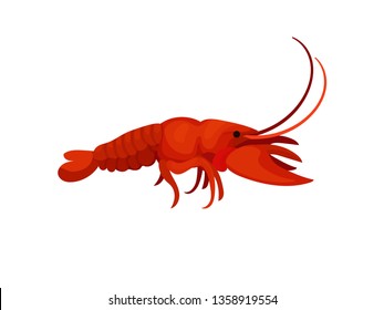 Cartoon lobster on white background. Delicious seafood.