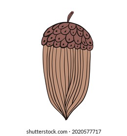 Cartoon long acorn brown isolated on white background. Design oak seedlings in doodle style for any purpose.Vector illustration.