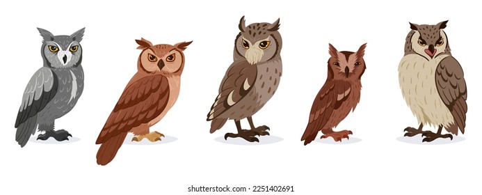 Cartoon long-eared owls. Cute wildlife birds species, feathered animals, wise forest owls flat vector illustration on white background