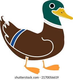 Cartoon male mallard (Anas platyrhynchos) in bright nuptial plumage isolated on white background