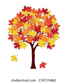 Cartoon maple tree with autumn leaves isolated on the white background. Colorful vector illustration for decorate school book, class wall, poster back to school, logo flyers and card design. eps 10
