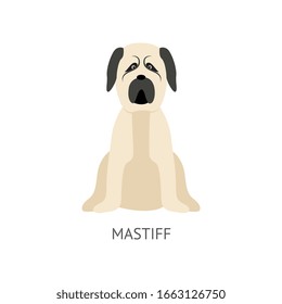 Cartoon mastiff dog sitting on the floor - flat pet drawing isolated on white background. Big beige and grey animal from front view - vector illustration.