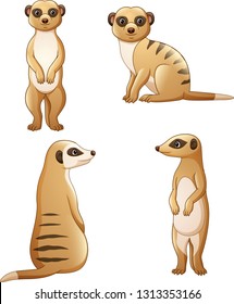 Cartoon meerkat collection set