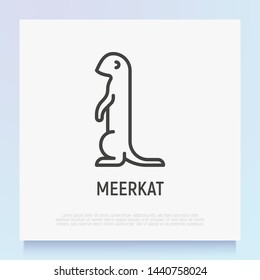 Cartoon meerkat thin line icon. Modern vector illustration of suricate.