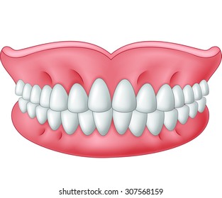 Cartoon model of teeth isolated on white background