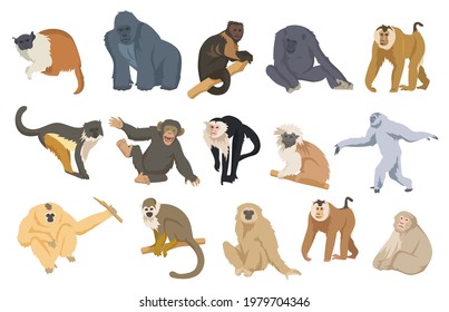 Cartoon monkey set vector illustration. Exotic colorful primates, apes, chimpanzees, orangutans, gorillas sitting, standing, walking in white background. Animal, wild nature, zoo concept for design