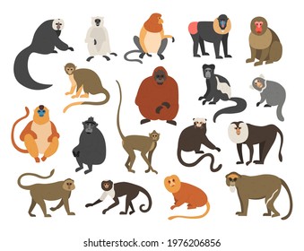 Cartoon monkeys. Exotic tropical animals. Different types of primate breeds. Mandrill and bekantan. Climbing lemur. Funny chimpanzee or orangutan. Furry apes with tails. Vector fauna set