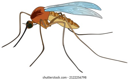 Cartoon Mosquito Flying Insect Animal Vector Drawing Harmful Creature Spreading Malaria Disease And Epidemics A Comic Character Fly Wings On Isolated Background Gnat Object Icon Symbol Logo Concept