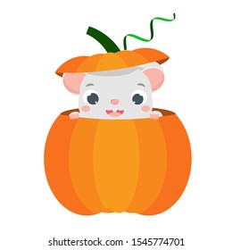 Cartoon mouse look out pumpkin. Little Cute rat eating cookie