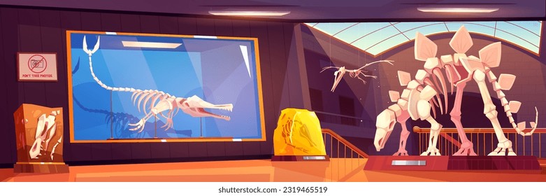 Cartoon museum room with dinosaur skeletons and fossil stones. Vector illustration of illuminated hall with archeology exhibits on stands, ancient rocks with prehistoric imprints, dino skulls, bones