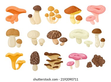 Cartoon mushrooms, edible oyster, chanterelle and champignon. Autumn forest plants, enoki, king oyster and shiitake mushroom flat vector illustrations set. Seasonal organic food collection