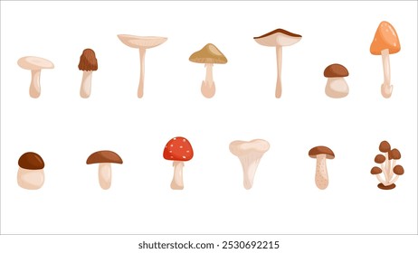 Cartoon mushrooms. Mushrooms isolated vector illustration set. Forest wild mushrooms types. Organic porcini and chanterelle, poisonous fungus