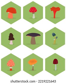 Cartoon mushrooms. Poisonous and edible mushrooms, chanterelle, porcini mushroom, fly agaric, morel and others. A set of vector illustrations on a green background. Hexagons. Types of wild forest mush