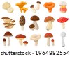 mushrooms vectors