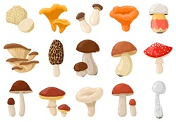Cartoon Mushrooms. Poisonous And Edible Mushroom, Chanterelle, Cep, Amanita And Truffle Isolated Vector Illustration Set. Forest Wild Mushrooms Types. Organic Porcini And Chanterelle, Poisonous Fungus