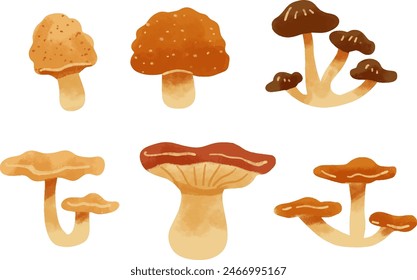 Cartoon mushrooms. Poisonous and edible mushroom, chanterelle, cep, amanita and truffle isolated vector illustration set. Forest wild mushrooms types. Organic porcini and chanterelle, poisonous fungus