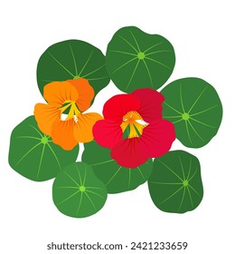 Cartoon nasturtium vector alphabet N vegetable