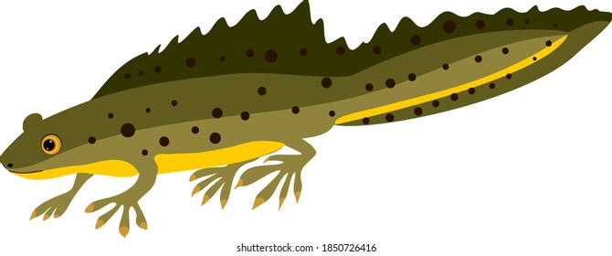 Cartoon newt isolated on white background