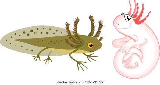 Cartoon newt larva and axolotl with external gills isolated on white background