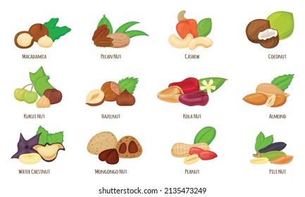 Cartoon nuts, almond, hazelnut, peanut, cashew, coconut. Water chestnut, macadamia, pecan and kola nut, healthy vegan snack food vector set. Organic nutrient eating. Dieting ingredients