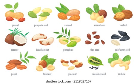 Cartoon nuts and grains. Nut with shell, nutrient seed almond chestnut walnut cashew, grain peanut, seeds or kernel hazelnut, different plant superfood, vector illustration. Grain and seed vegetarian