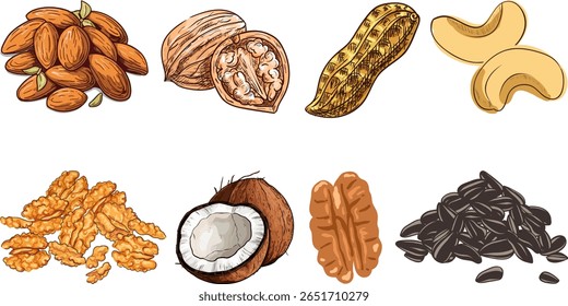 Conjunto de nozes de desenho animado - amêndoa, pistácio, caju, castanha-do-brasil, noz, amendoim, coco, sementes de abóbora, sementes de girassol e pinhões. no fundo branco isolado.