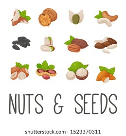 Cartoon nuts set - hazelnut almond pistachio pecan cashew, brazil nut, walnut, peanut, coconut, pumpkin seeds, sunflower seeds and pine nuts. Vector illustration, eps 10.