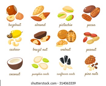 Cartoon nuts set - hazelnut, almond, pistachio, pecan, cashew, brazil nut, walnut, peanut, coconut, pumpkin seeds, sunflower seeds and pine nuts. Vector illustration, eps 10.