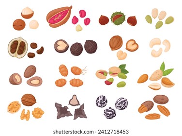 Cartoon nuts set. Organic food, raw walnuts, almonds, macadamia, pecans and cashews, tasty snack for vegetarian diet flat vector illustration set. Nuts and seeds collection