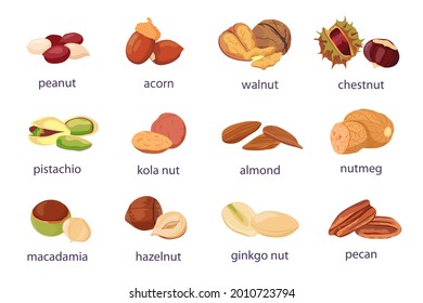 Cartoon nuts. Walnut, hazelnut, pistachio and peanut icon. Healthy organic almond, acorn, ginkgo and kola nut. Food natural snack vector. Illustration peanut and natural seed, hazelnut and pistachio