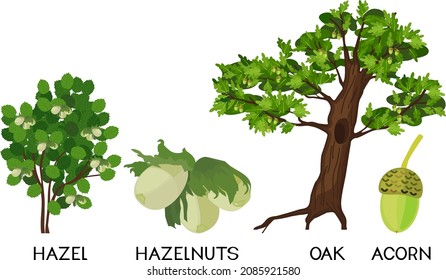 Cartoon oak tree, common hazel (Corylus avellana) plant, green hazelnuts and acorn isolated on white background