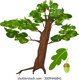 Cartoon oak tree with green leaf and acorn isolated on white background