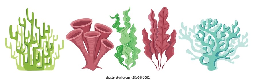 Cartoon Ocean Plants, Coral Reef or Underwater Seaweeds. Aquarium and Undersea Algae, Wracks, Laminaria, Kelp Isolated on White Background. Marine Corals or Sea Weeds. Vector Illustration, Icons Set