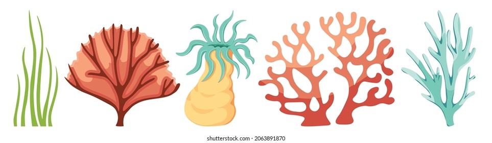 Cartoon Ocean Plants Marine Kelp, Algae, Wracks, Laminaria Seaweeds or Coral Reef Underwater Life. Aquarium and Undersea Corals, Sea Weeds Isolated on White Background. Vector Illustration, Icons Set