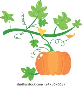 Cartoon orange pumpkin growing green vine large leaves, white background. Botanical illustration, agricultural, farm produce, autumn harvest concept. Stylized drawing educational material