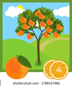 Cartoon orange tree with ripe oranges and green leaves