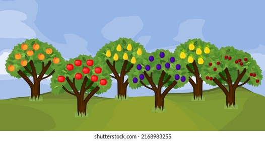 Cartoon orchard with various fruit trees (peach, apple, pear, plum, quince, cherry) with ripe fruits