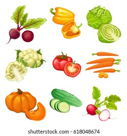 Cartoon organic vegetables set with beet pepper cabbage cauliflower tomato carrot pumpkin cucumber radish isolated vector illustration