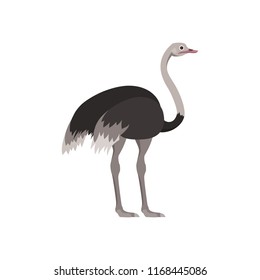 Cartoon Ostrich Gray Bird with Long Neck Flat Design Style Isolated on White Background. Vector illustration of African Exotic Animal