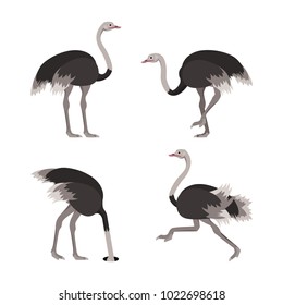 Cartoon Ostrich Gray Bird Set Flat Design Style Isolated on White Background. Vector illustration of African Exotic Animal