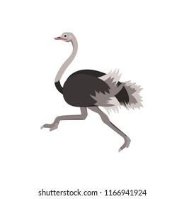 Cartoon Ostrich Gray Running Bird Flat Design Style Isolated on White Background. Vector illustration of African Exotic Animal