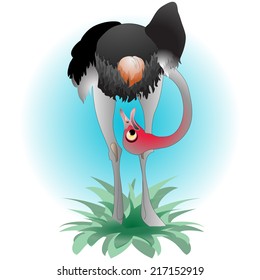 Cartoon  ostrich, vector. 